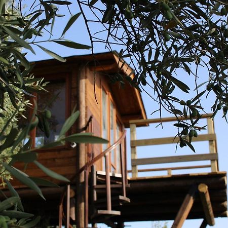 Bed and Breakfast The Treehouse - Casa sull'albero al Golden Camp Falerna Esterno foto