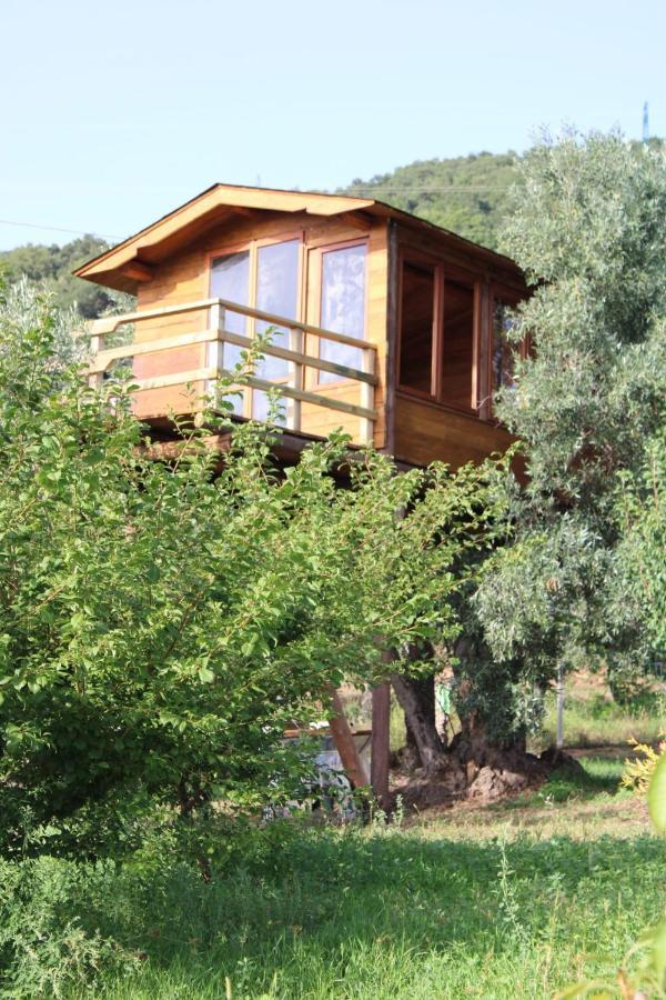 Bed and Breakfast The Treehouse - Casa sull'albero al Golden Camp Falerna Esterno foto